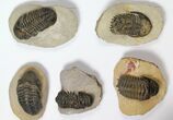 Lot: Assorted Devonian Trilobites - Pieces #119915-2
